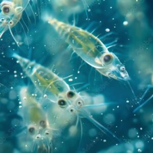 Zooplankton